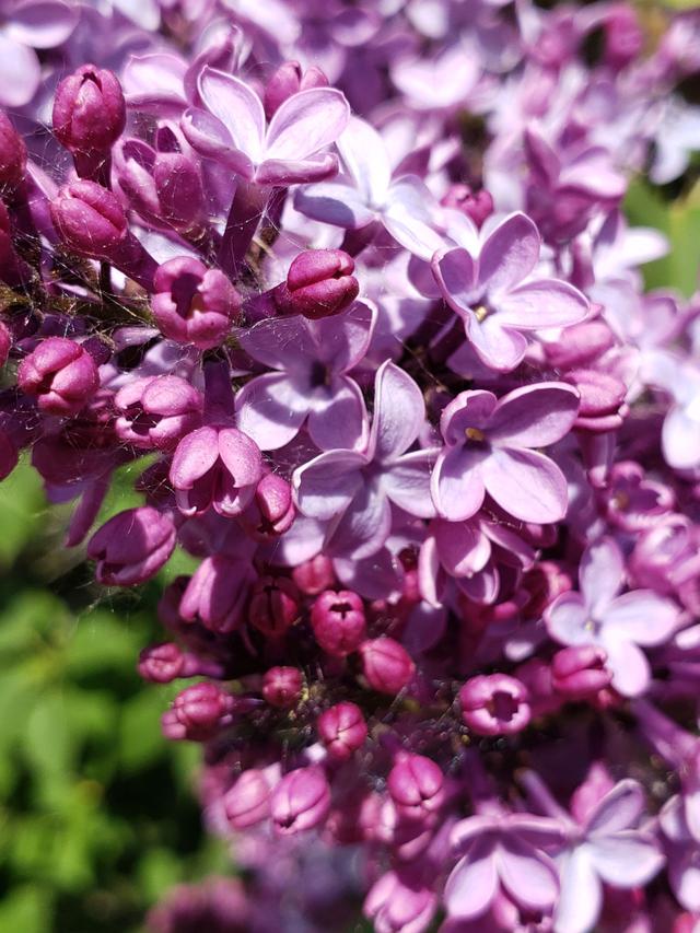 需要注意的是,丁香花有很多不同的品种和变种,因此花色可能会有一些