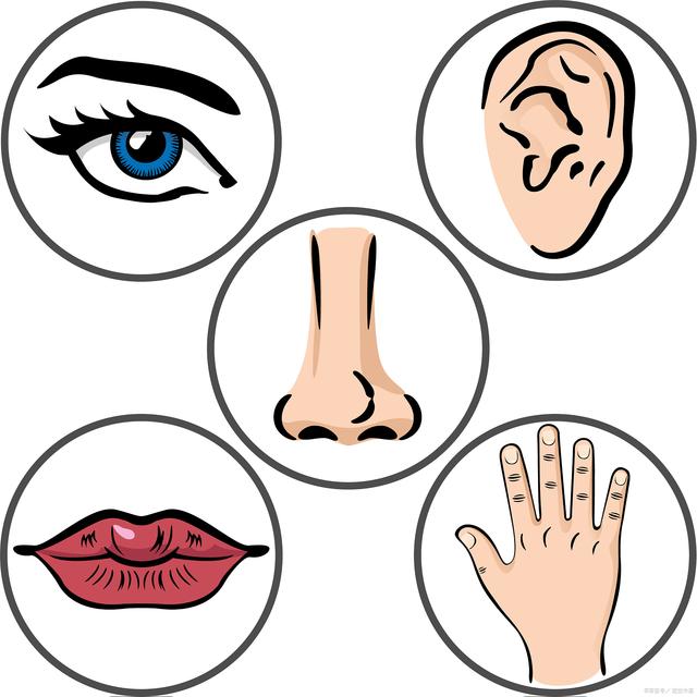 五官是指什么部位?五官是哪些部位