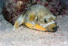 河豚什么季节最毒？河豚哪些部位有毒