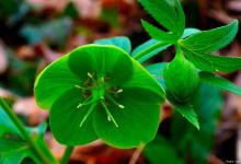 大自然中有哪些天然的指南针植物？