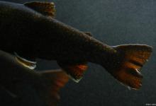 清道夫是什么意思网络用语？