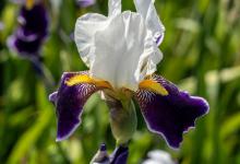 鸢尾花的花语是什么？