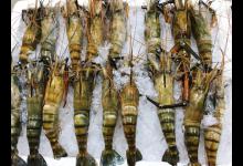 刀额新对虾是基围虾吗？刀额新对虾与基围虾的区别