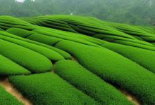 信阳毛尖茶产地哪里最好玩