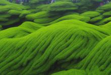 西湖龙井和黄山毛峰哪个好