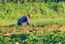 三伏天有哪些农事活动今年中伏几月几日