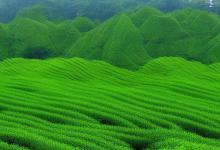 西湖龙井龙坞产区在哪里