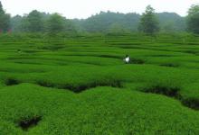 西湖龙井茶种植地