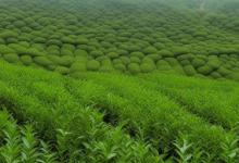 信阳毛尖发展状况