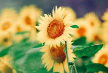 淘宝十年老店有什么优势？淘宝老店新开应该怎么做？