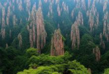 黄山毛峰珍品