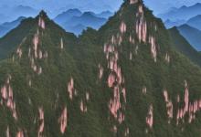 白毫雪芽大明山