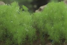 送长辈峨眉雪芽怎样
