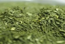 日照绿茶的功能