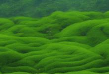 西湖龙井 群体种