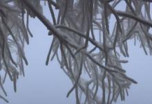 峨眉雪芽雨淞