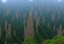 黄山毛峰谢品牌