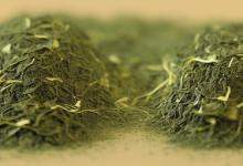 绿雪芽白茶工资