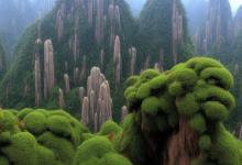 黄山毛峰的香气