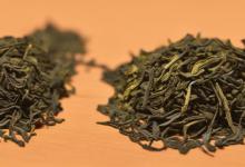 崂山绿茶有没有茶梗