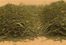 日照绿茶禁忌