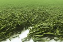 日照绿茶哪个品牌好