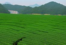 西湖龙井钱塘产区