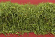 一山一茶峨眉雪芽108克