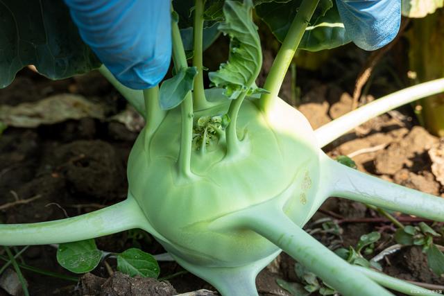 其食用部分为肥大的块根,可鲜食或加工制成芜菁干,芜菁片等食品.