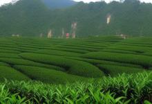 乐山峨眉雪芽茶业有限公司