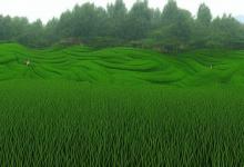 西湖龙井公司