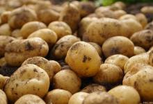 土豆的种植方法以及注意事项