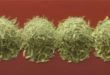 日照绿茶红茶优点