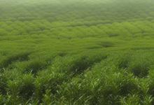 崂山绿茶茶树苗