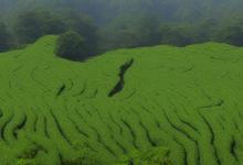 西湖龙井 高山