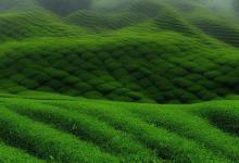 云雾峰茶业