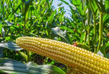 玉米生长奥秘：行距与株距的重要性