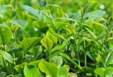 淘宝卖茶叶好卖吗？卖茶叶有哪些要求？