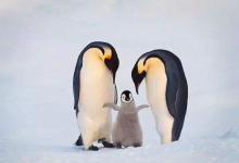 淘宝亲情账号怎么查看消费记录？亲情账号是什么？