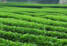 日照绿茶种植效益