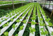 无土栽培｜环保有机蔬菜种植方法