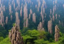 合肥 黄山毛峰
