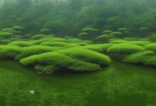 西湖龙井 梅家坞