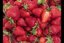 草莓的育苗方法种植时间以及注意事项