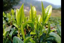 淘宝特价版的流量有权重吗？跟淘宝有哪些区别？