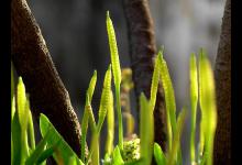 淘宝达人种草是怎么回事？如何加入？