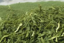 崂山绿茶加工工艺