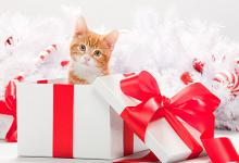 淘宝卖宠物食品需不需要证件？如何经营？