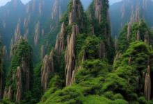 黄山毛峰比霍山黄芽有名