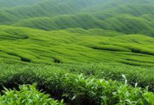 崂山绿茶产区地域保护